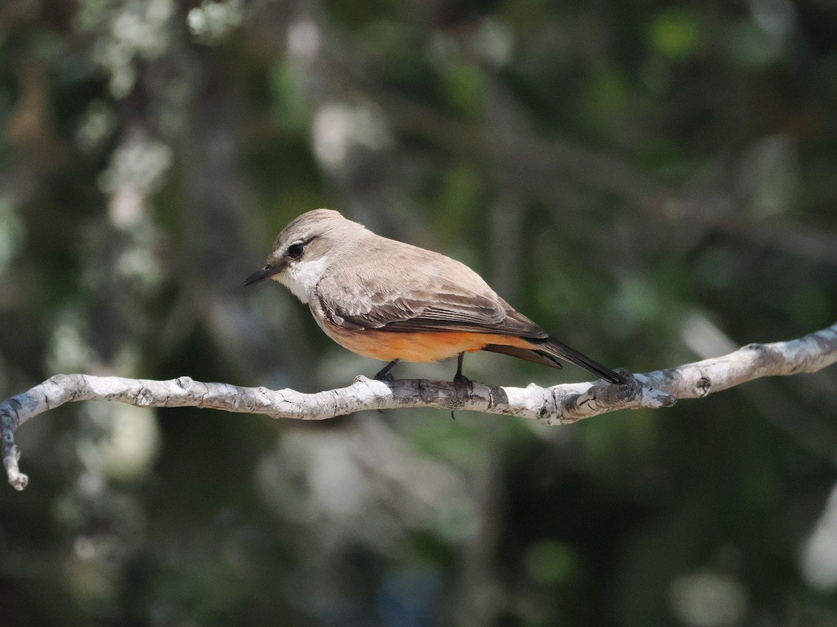 Vermilion Flycatcher - ML617230761