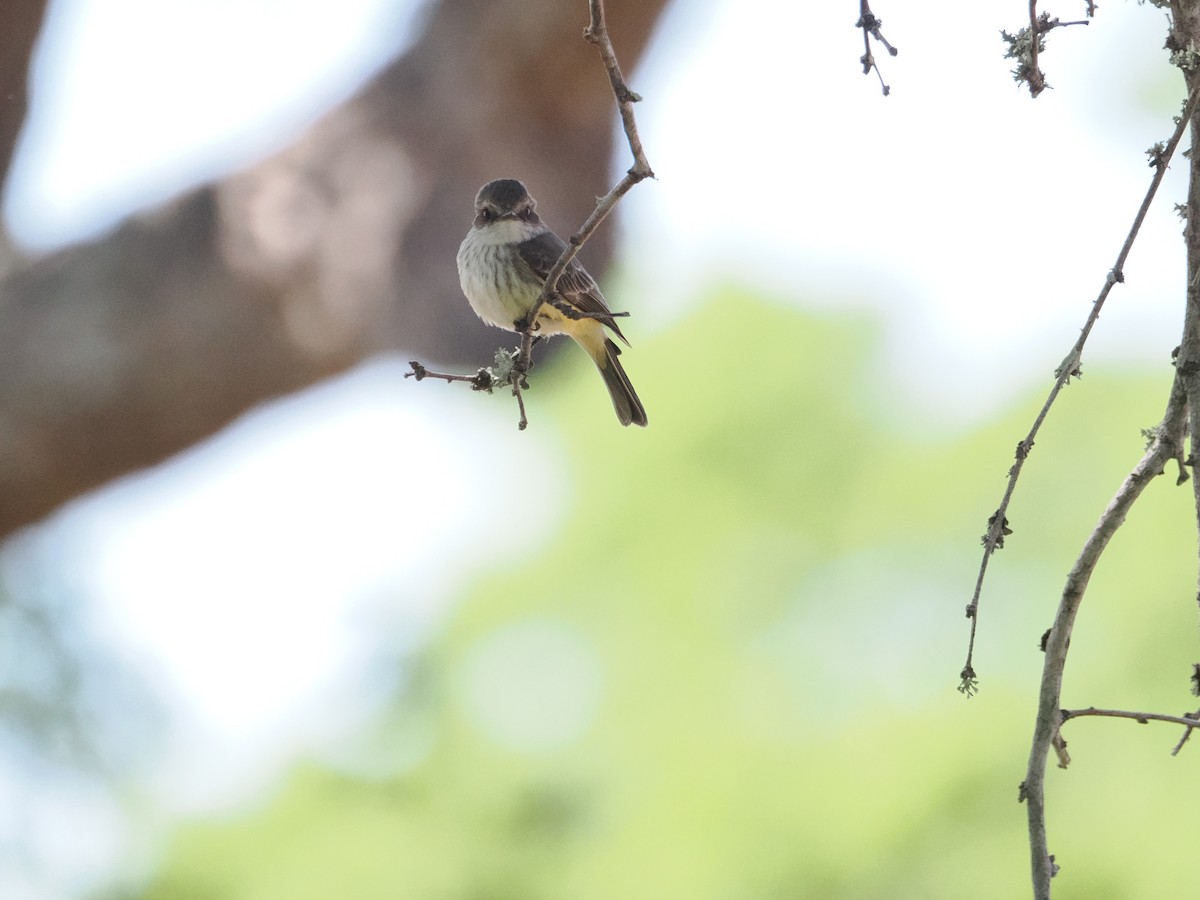 Vermilion Flycatcher - ML617230830