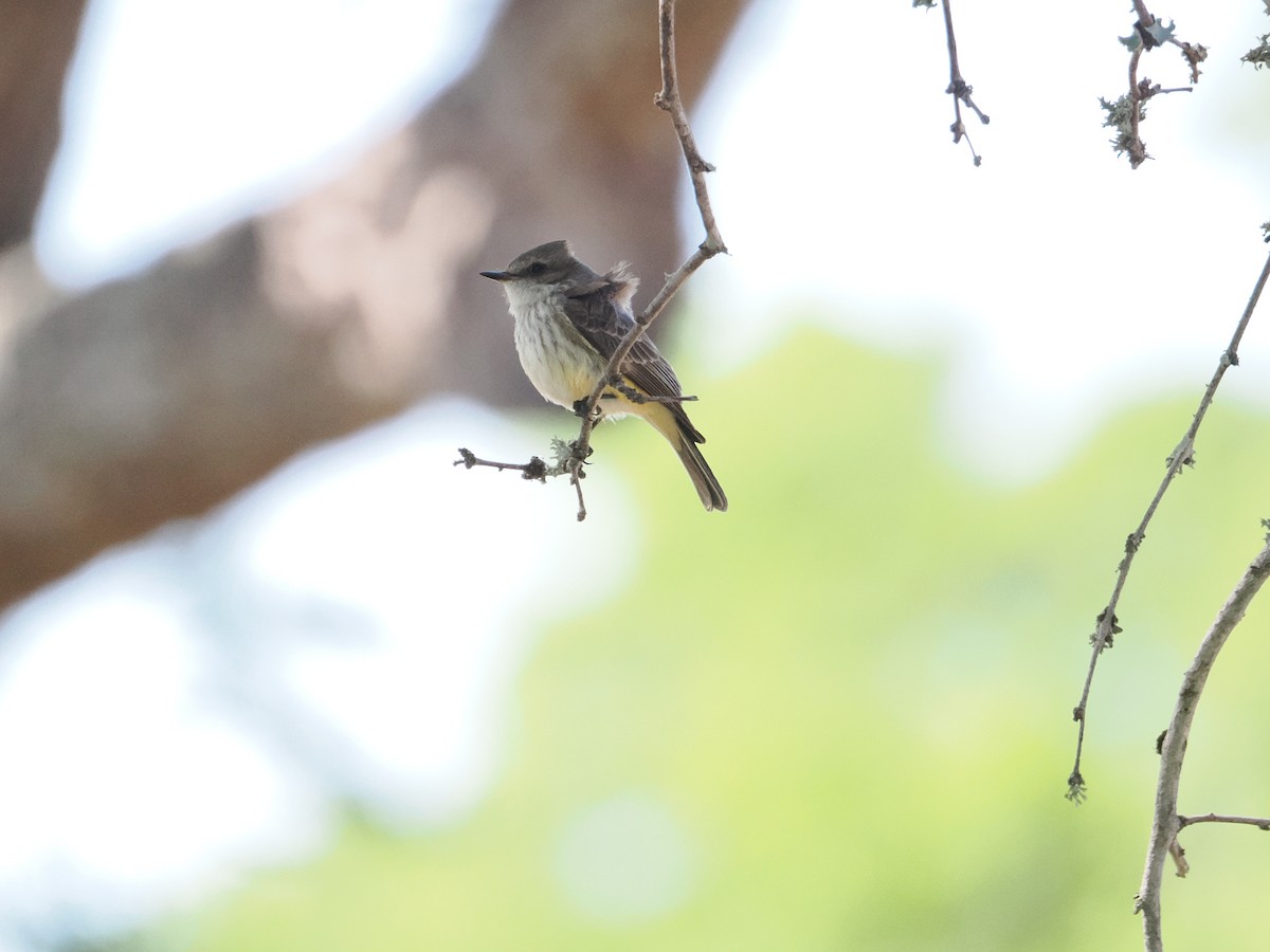 Vermilion Flycatcher - ML617230837