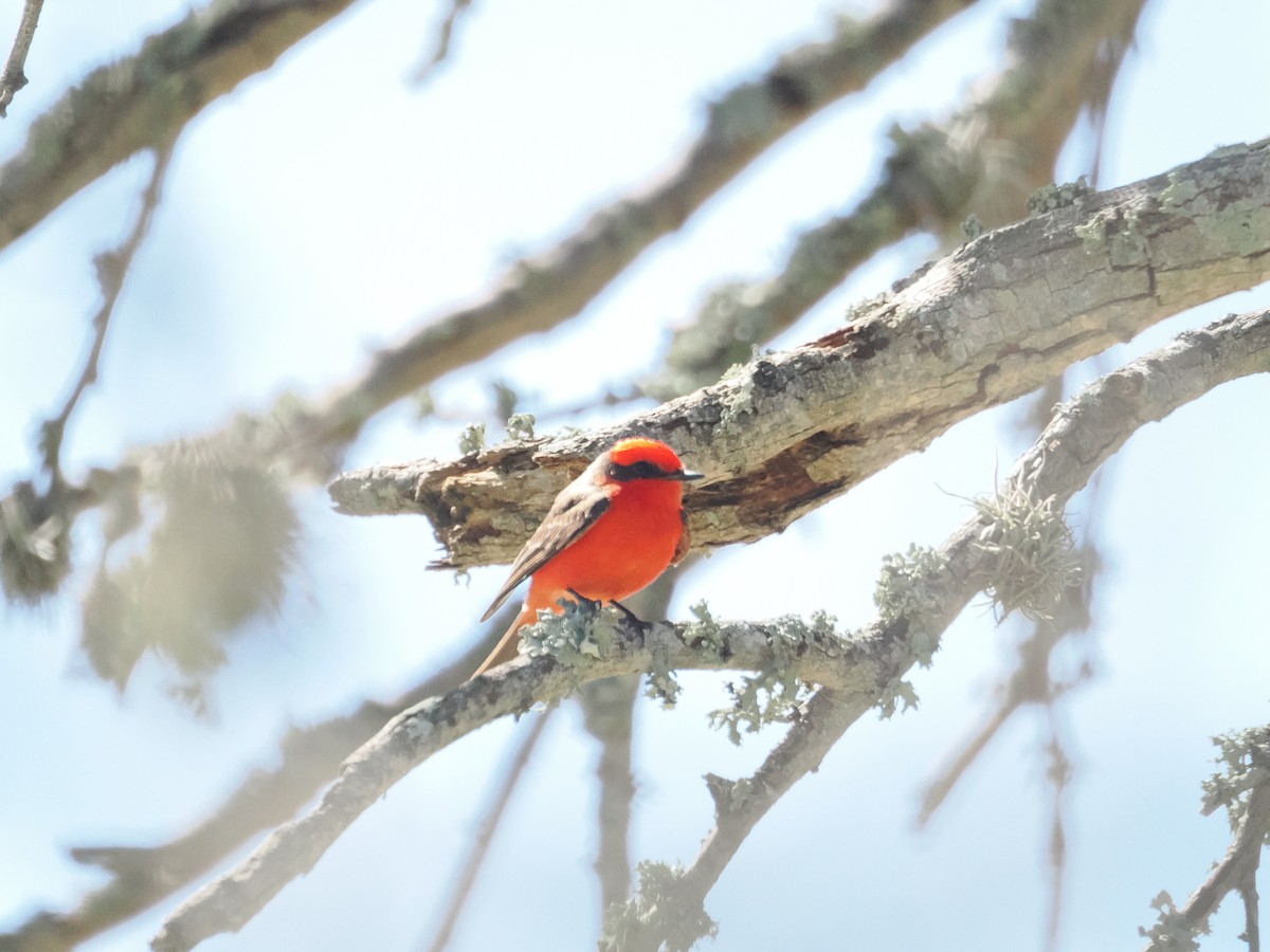 Vermilion Flycatcher - ML617230838