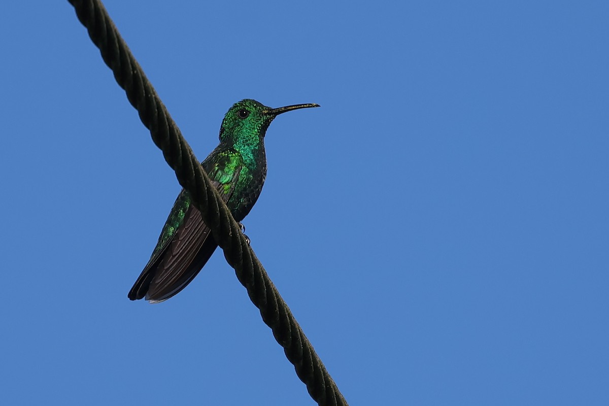 kolibřík smaragdový - ML617230840