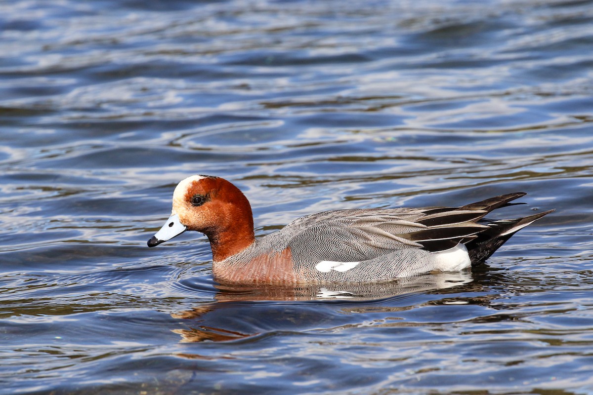 Eurasian Wigeon - ML617230849