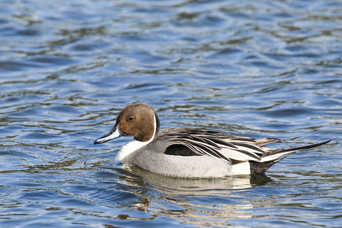 Northern Pintail - ML617230880