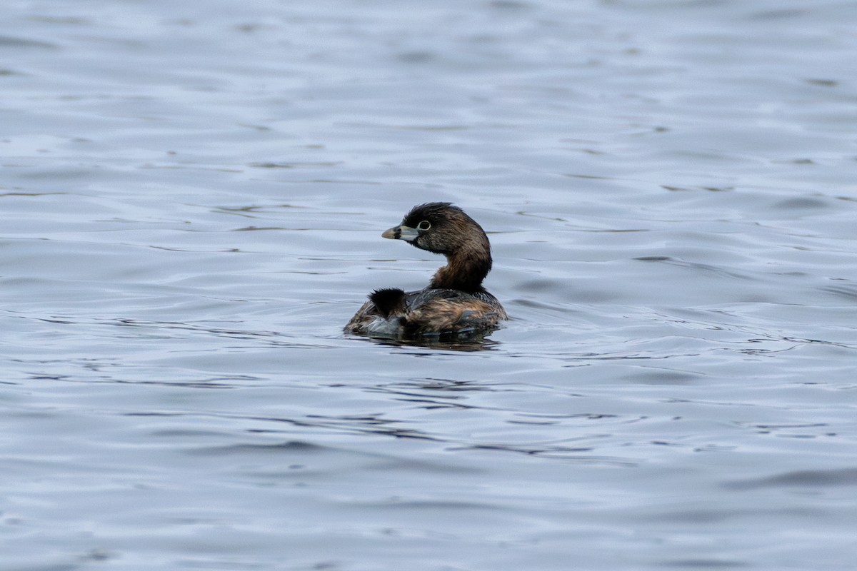 Pied-billed Grebe - Andrew W.