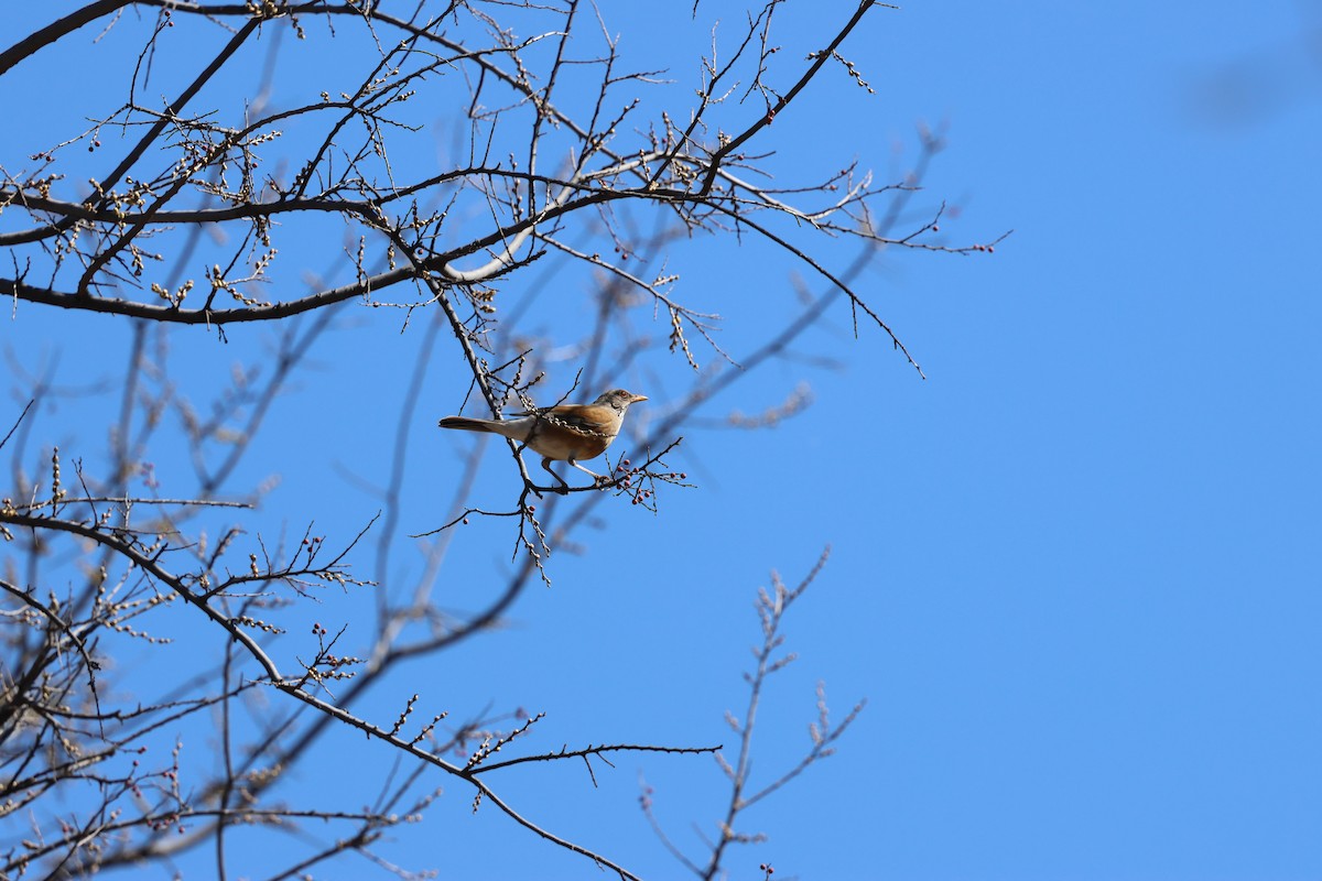 Rufous-backed Robin - Bruce Wayne