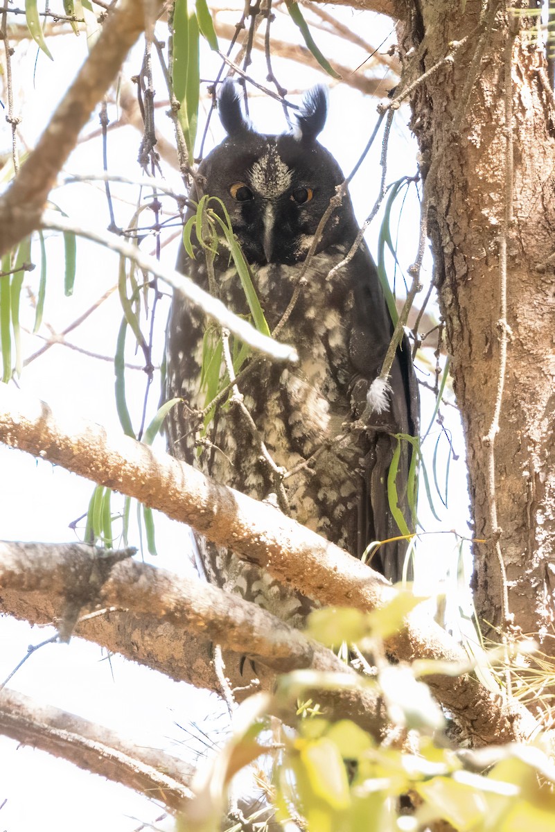 Hibou maître-bois - ML617230935