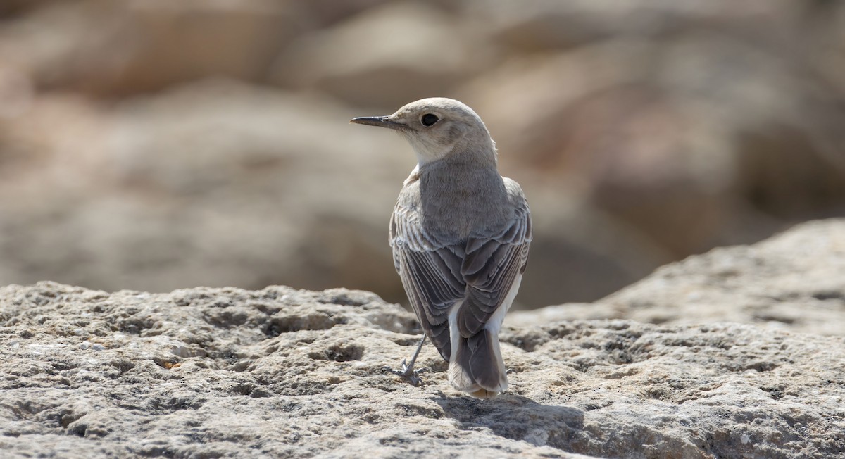 Hooded Wheatear - 🕊️ Newton st Loe Birding 🕊️