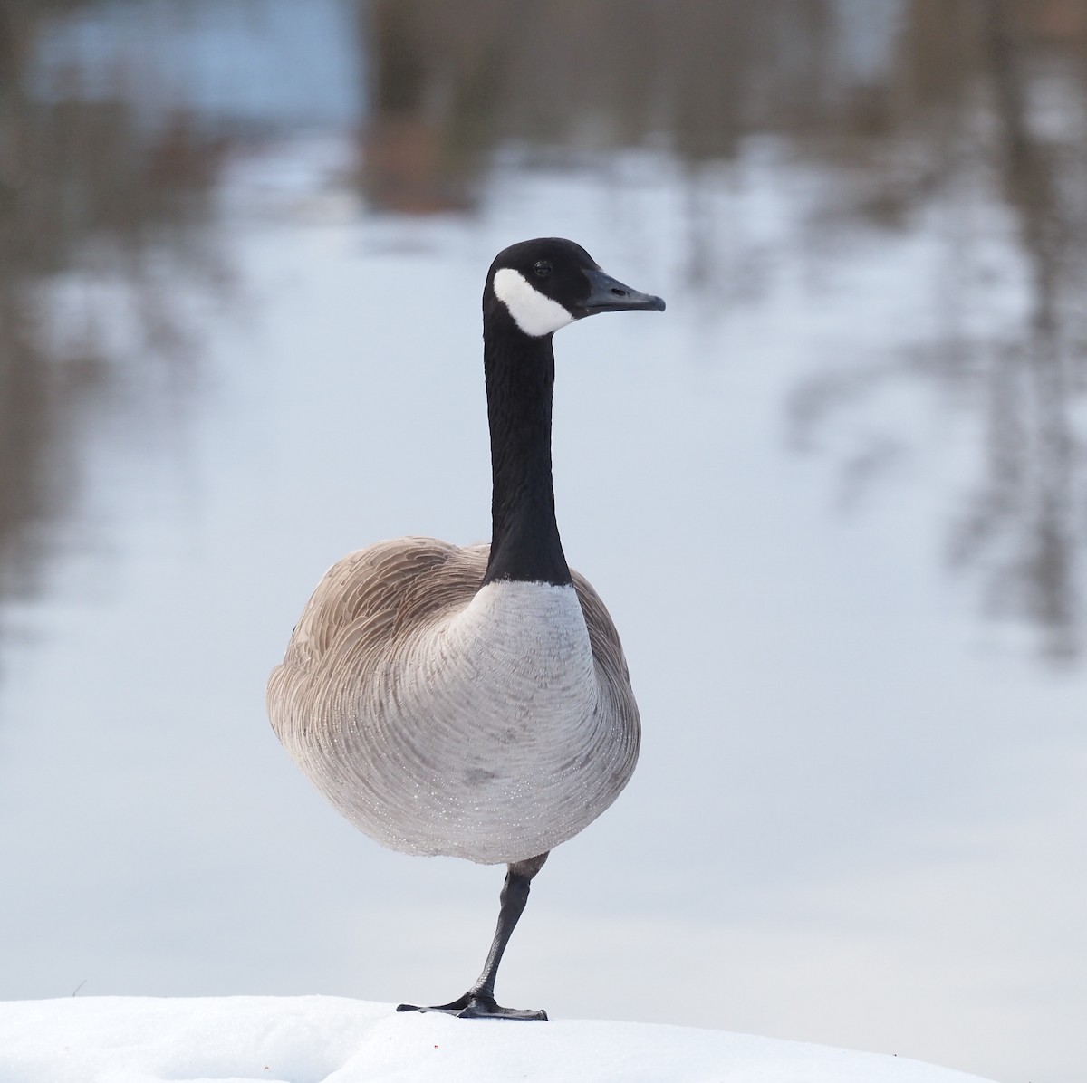 Canada Goose - André Dionne