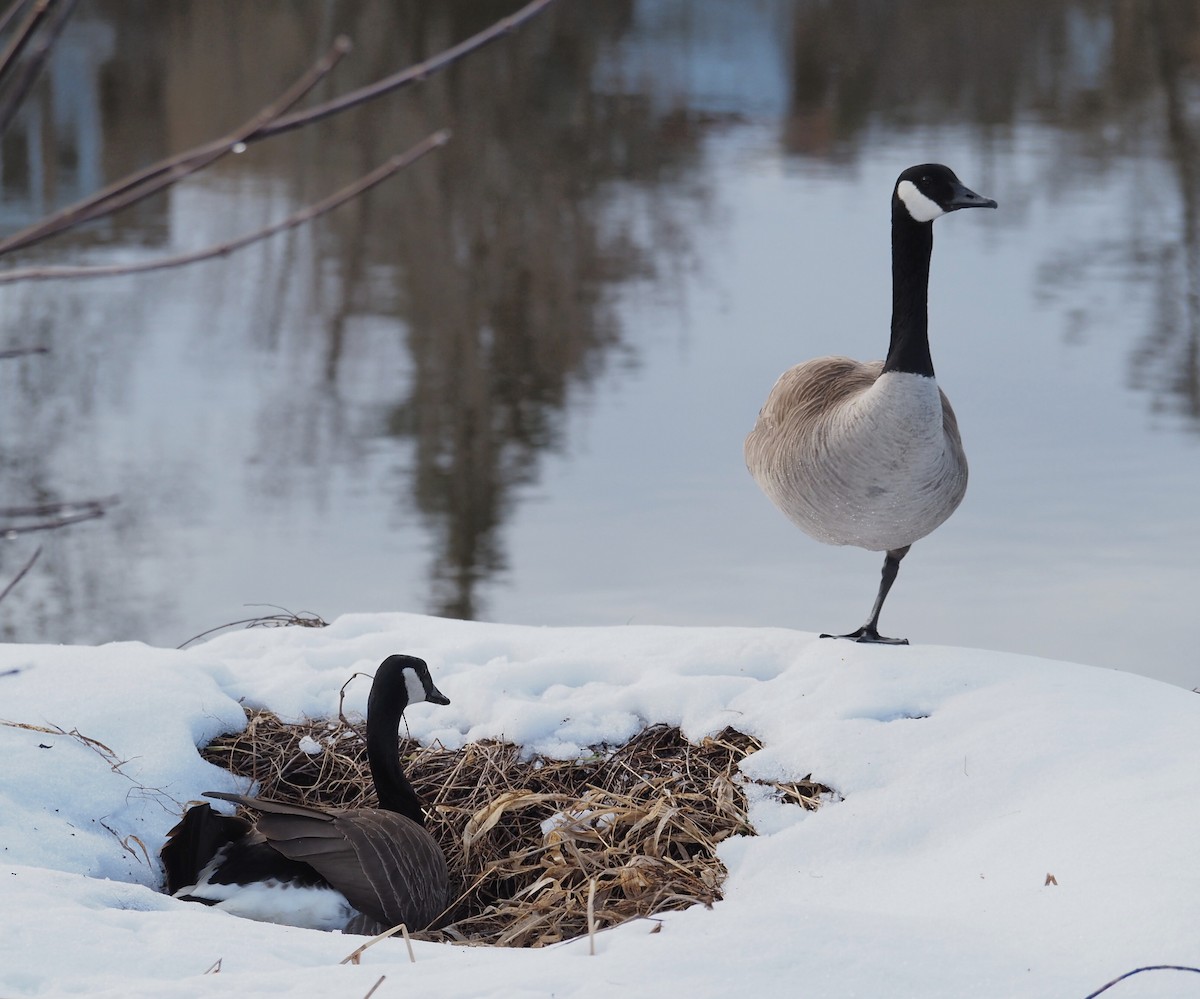 Canada Goose - André Dionne