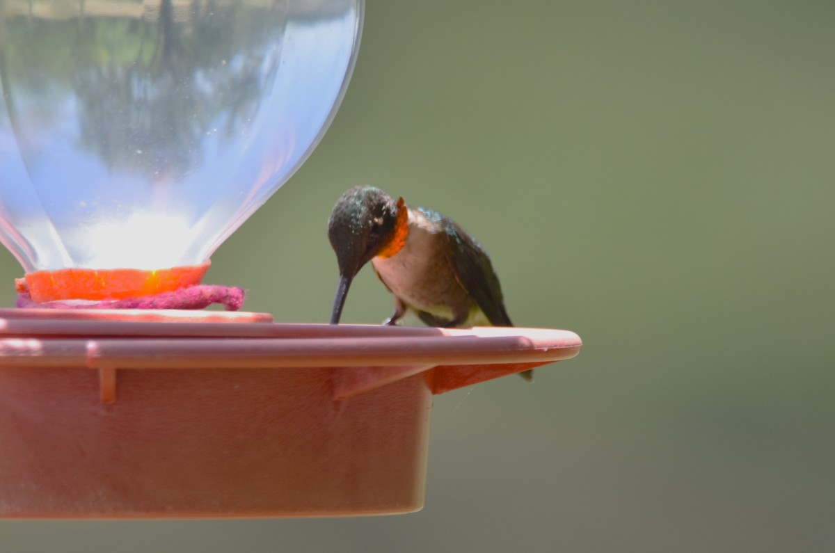 Ruby-throated Hummingbird - ML617230956