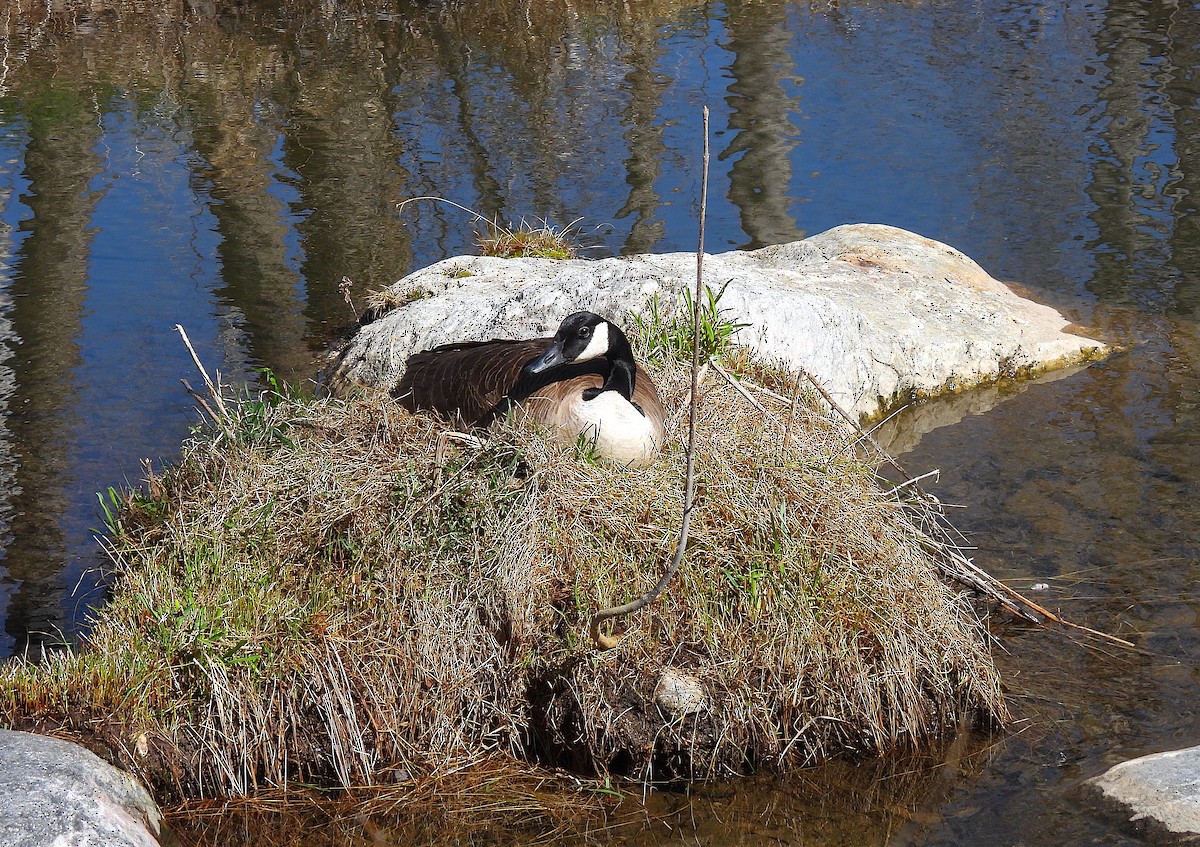 Canada Goose (moffitti/maxima) - ML617230960