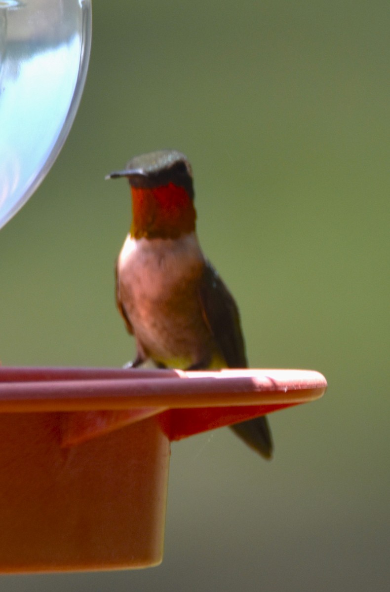 Colibri à gorge rubis - ML617230961