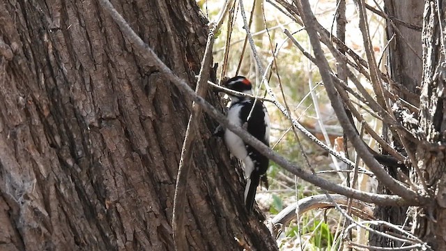 strakapoud americký (ssp. orius/icastus) - ML617230973