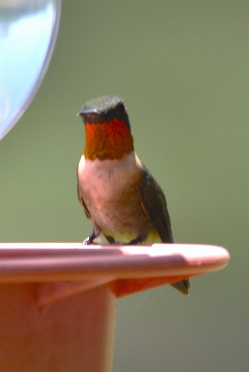 Ruby-throated Hummingbird - ML617230974