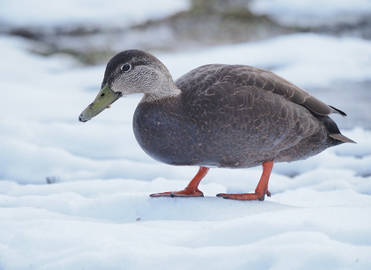 American Black Duck - ML617230978