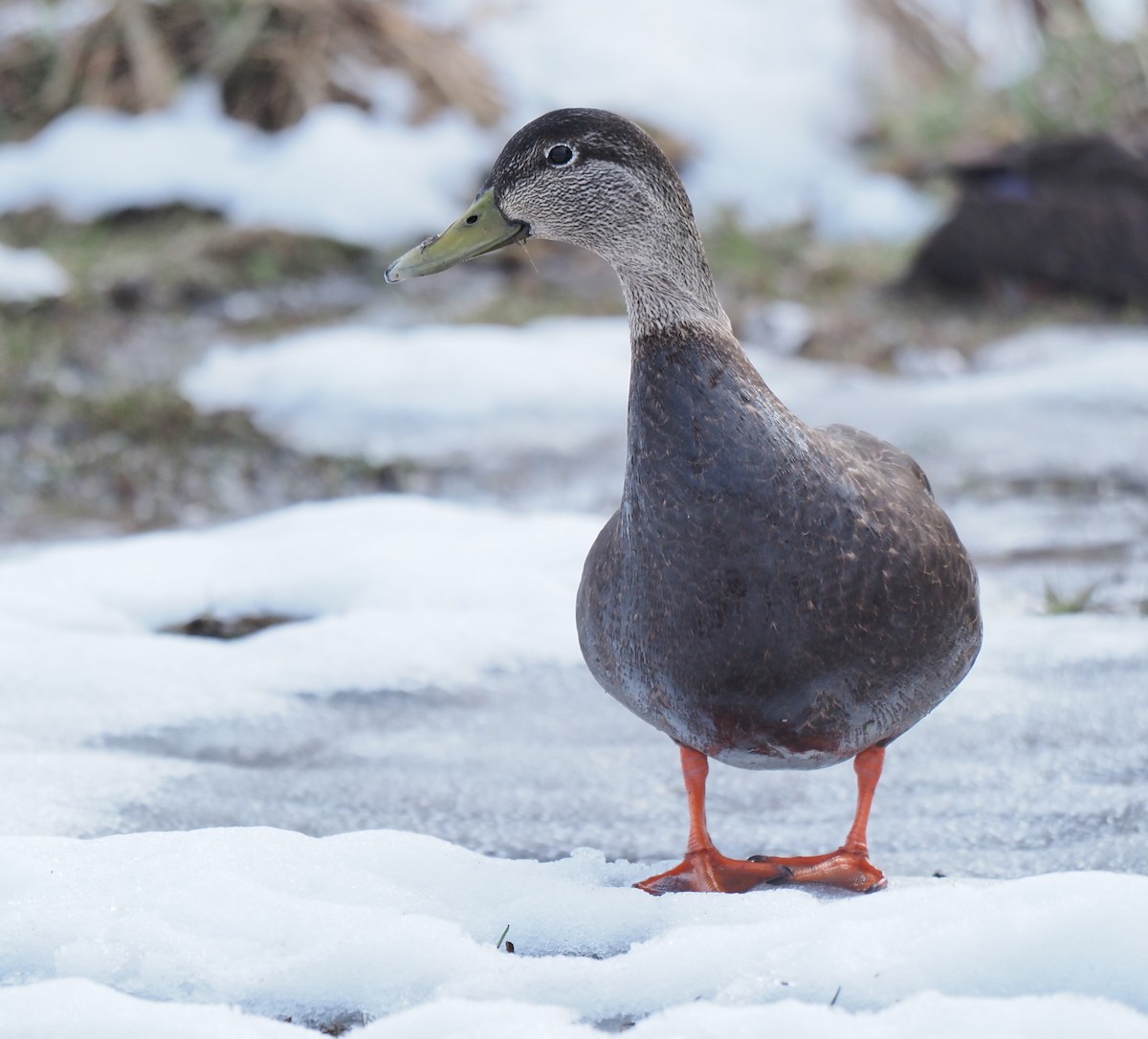 American Black Duck - ML617230979