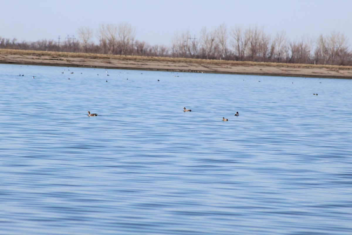 American Wigeon - ML617230985