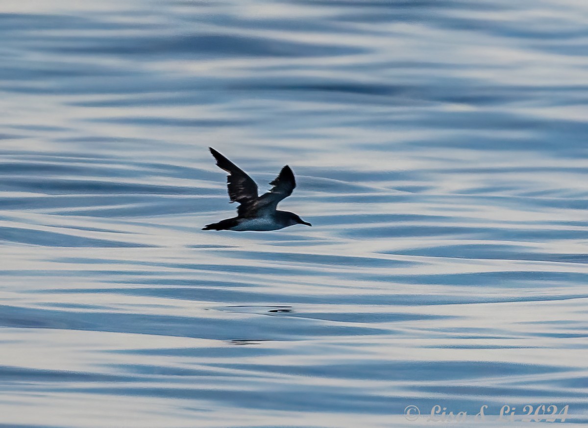 Black-vented Shearwater - ML617230996