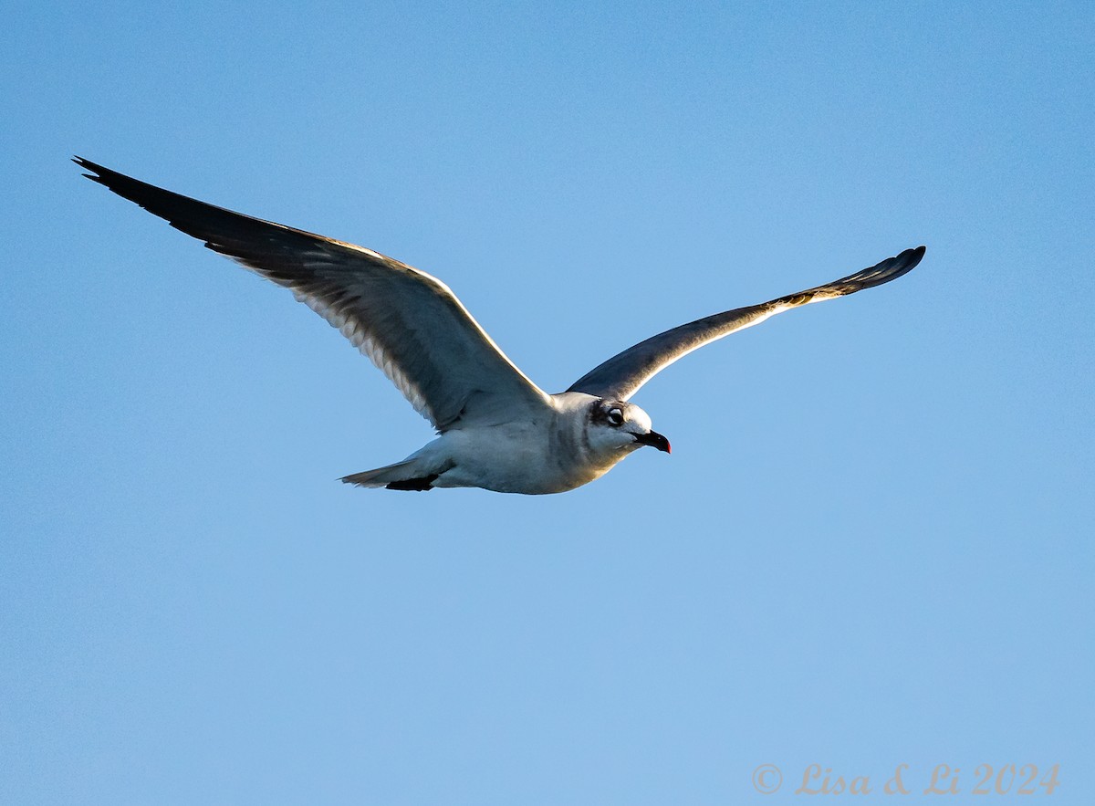 Gaviota Guanaguanare - ML617231005