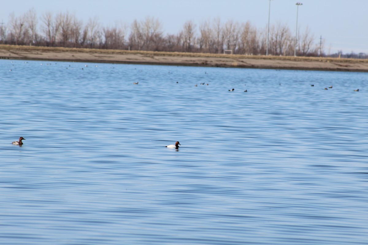 Canvasback - ML617231010