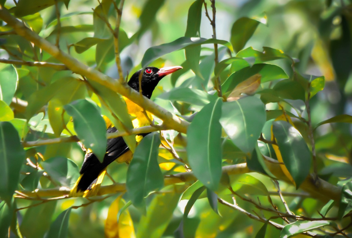 Black-hooded Oriole - ML617231023