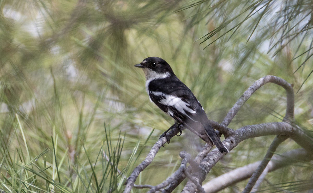 Semicollared Flycatcher - ML617231050