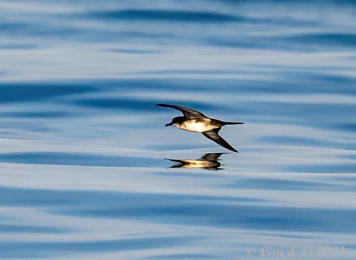 Galapagos Shearwater - ML617231060