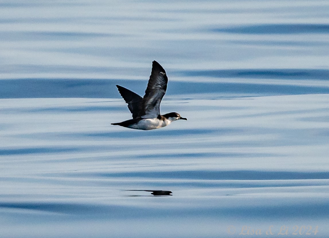 Galapagos Shearwater - Lisa & Li Li