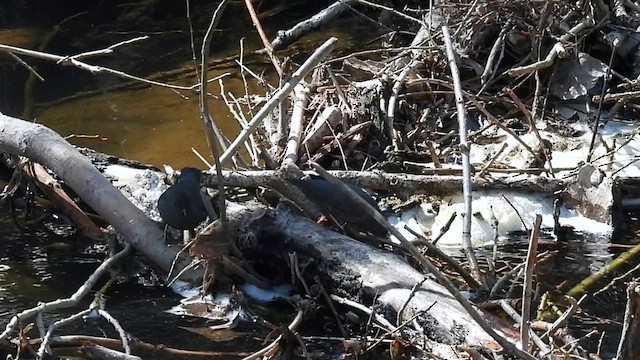 American Dipper - ML617231071