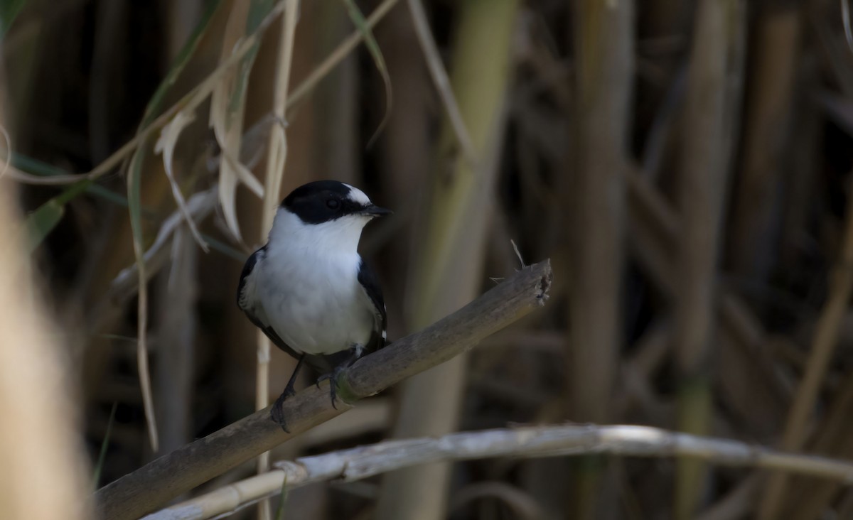 Collared Flycatcher - ML617231083