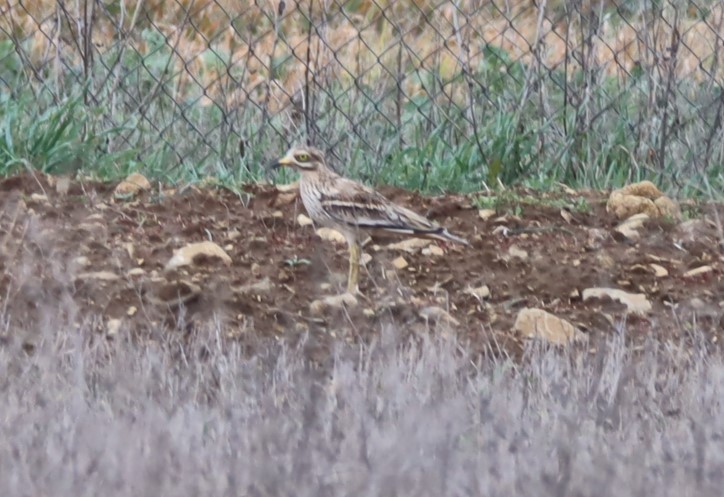 Eurasian Thick-knee - ML617231141