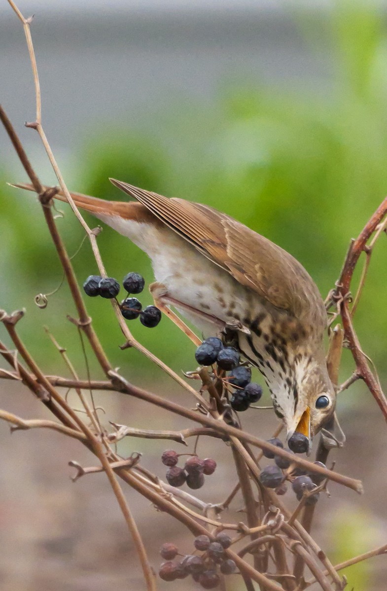 Hermit Thrush - ML617231147