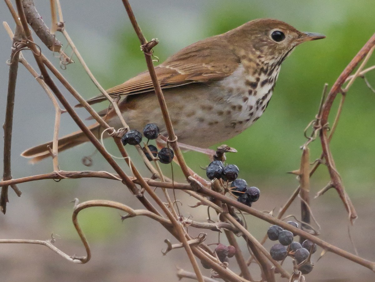 Hermit Thrush - ML617231148