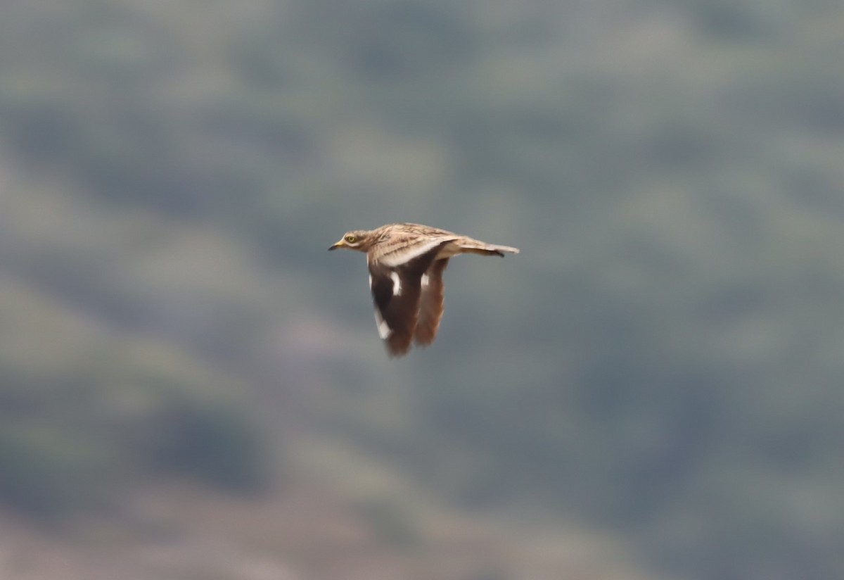 Eurasian Thick-knee - ML617231151