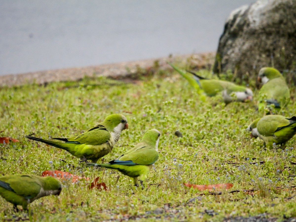 Monk Parakeet - ML617231160