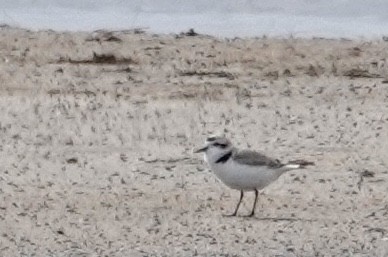 Snowy Plover - ML617231171