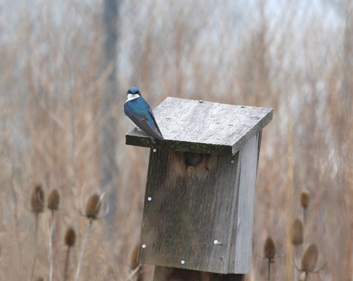 Tree Swallow - Becky Harbison