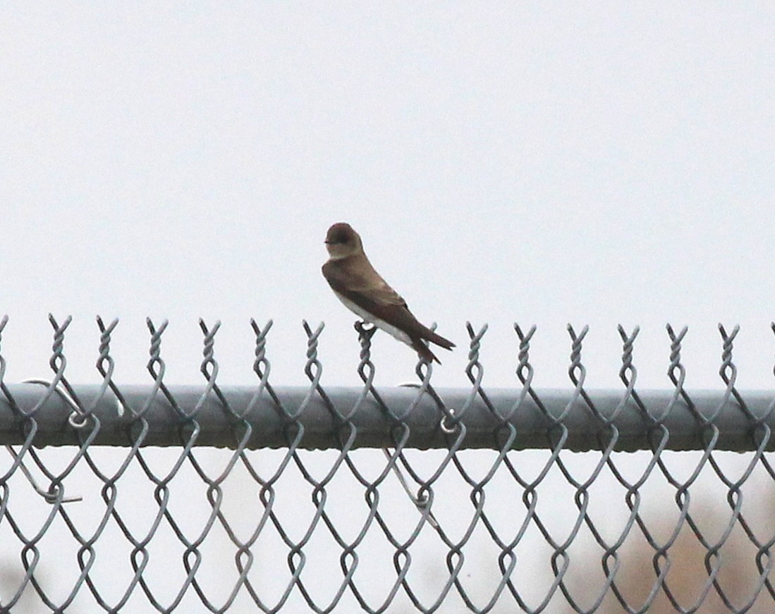 Northern Rough-winged Swallow - Becky Harbison