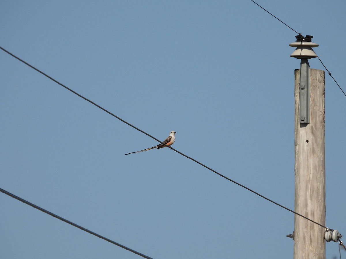Scissor-tailed Flycatcher - ML617231259