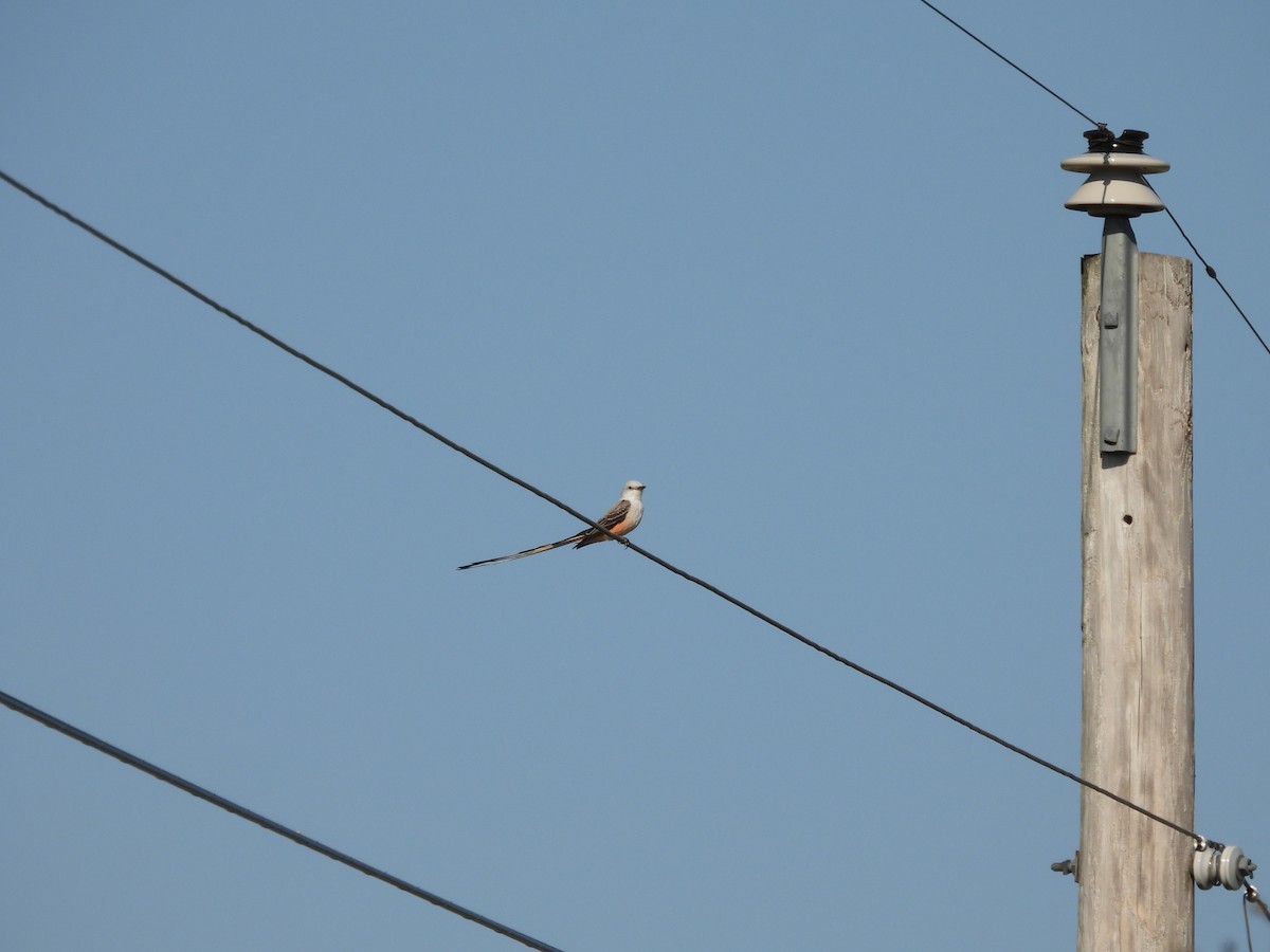 Scissor-tailed Flycatcher - ML617231259