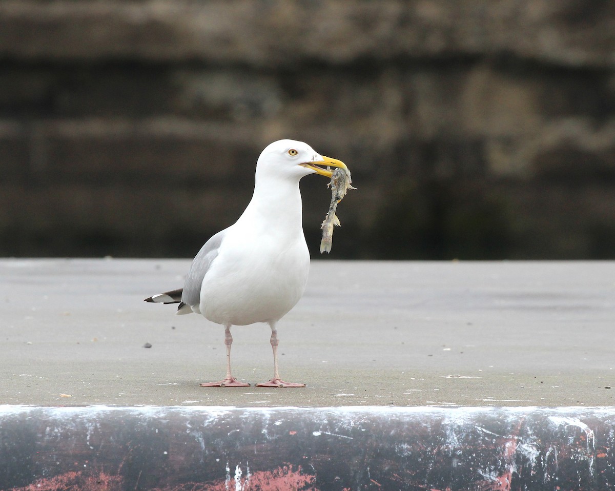 American Herring Gull - ML617231580