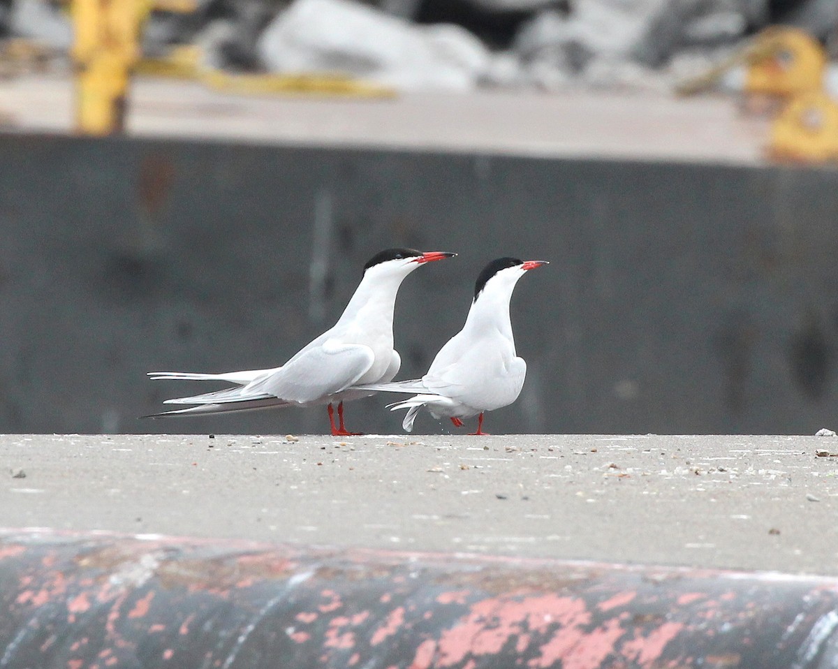 Common Tern - ML617231599