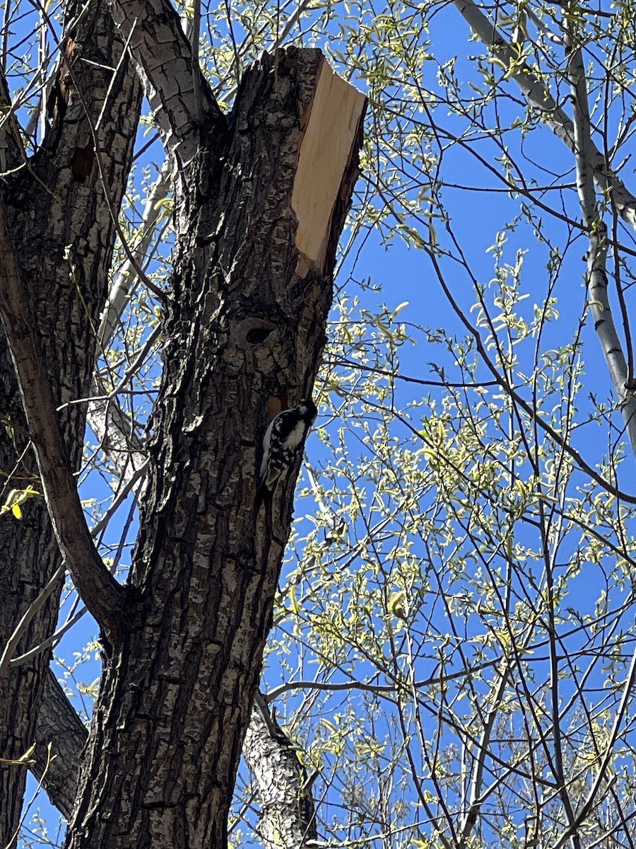 Downy Woodpecker - Eric Lindsay