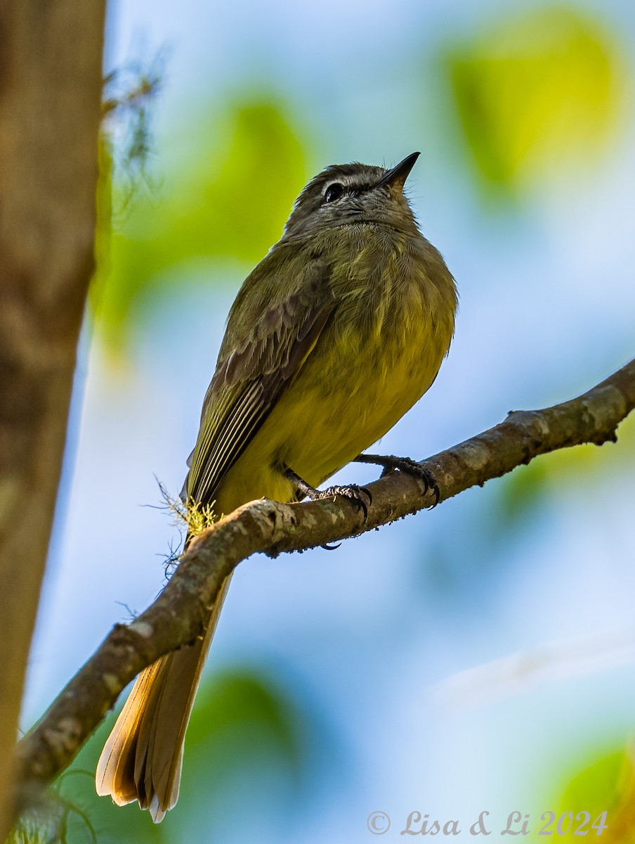 Greenish Elaenia (West Mexico) - ML617231699