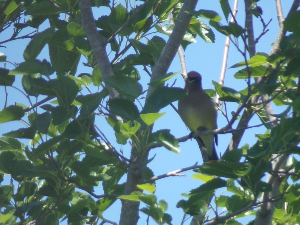 Cedar Waxwing - ML617231702