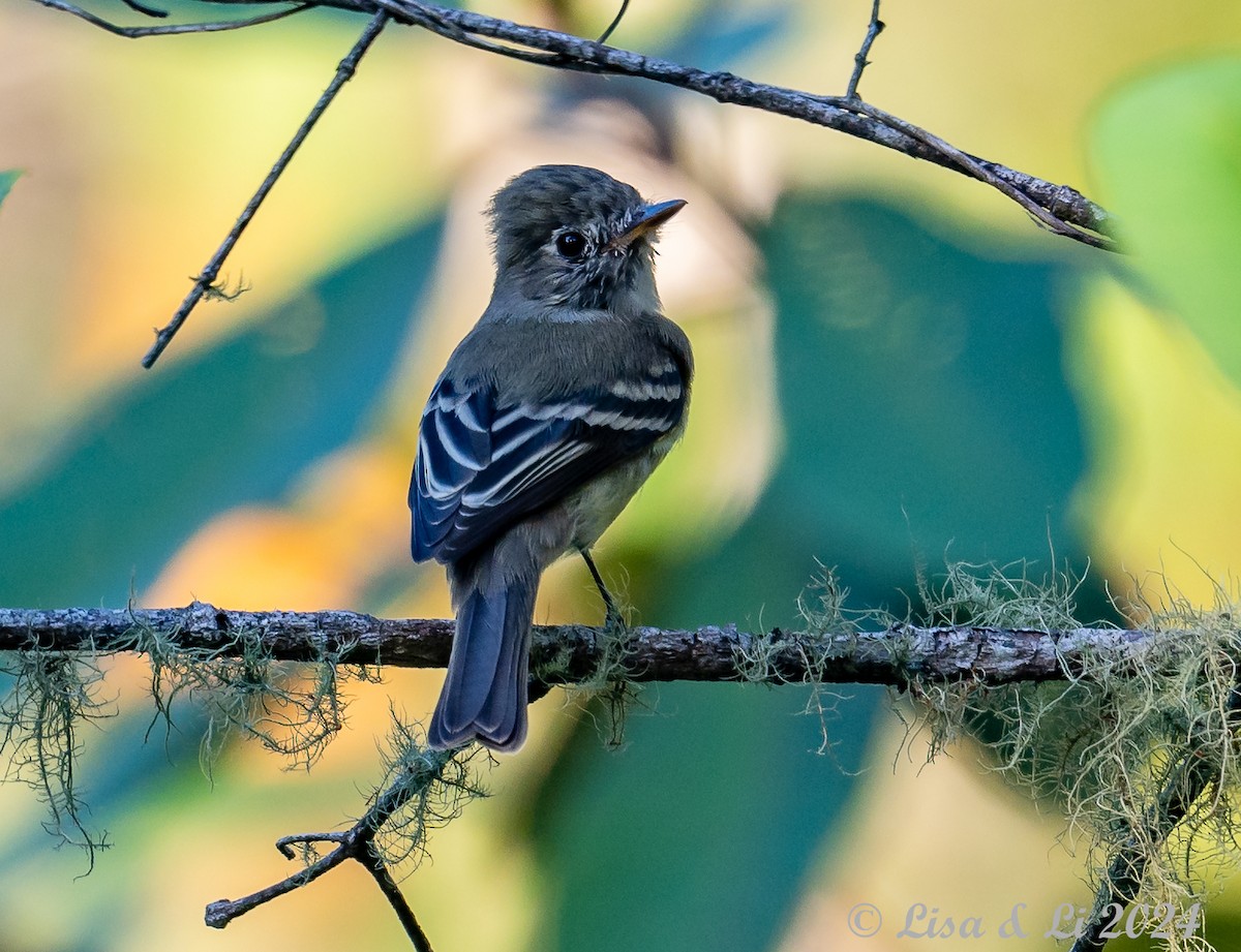 Least Flycatcher - Lisa & Li Li