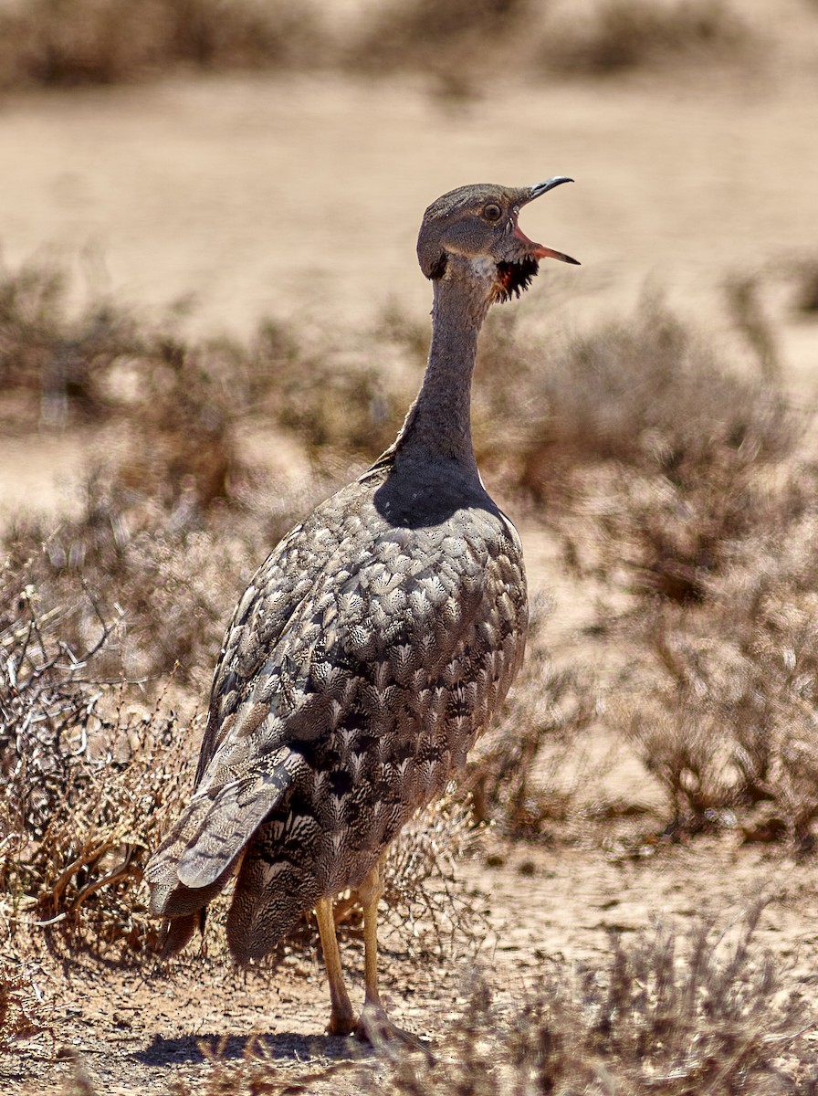 Karoo Bustard - ML617231754