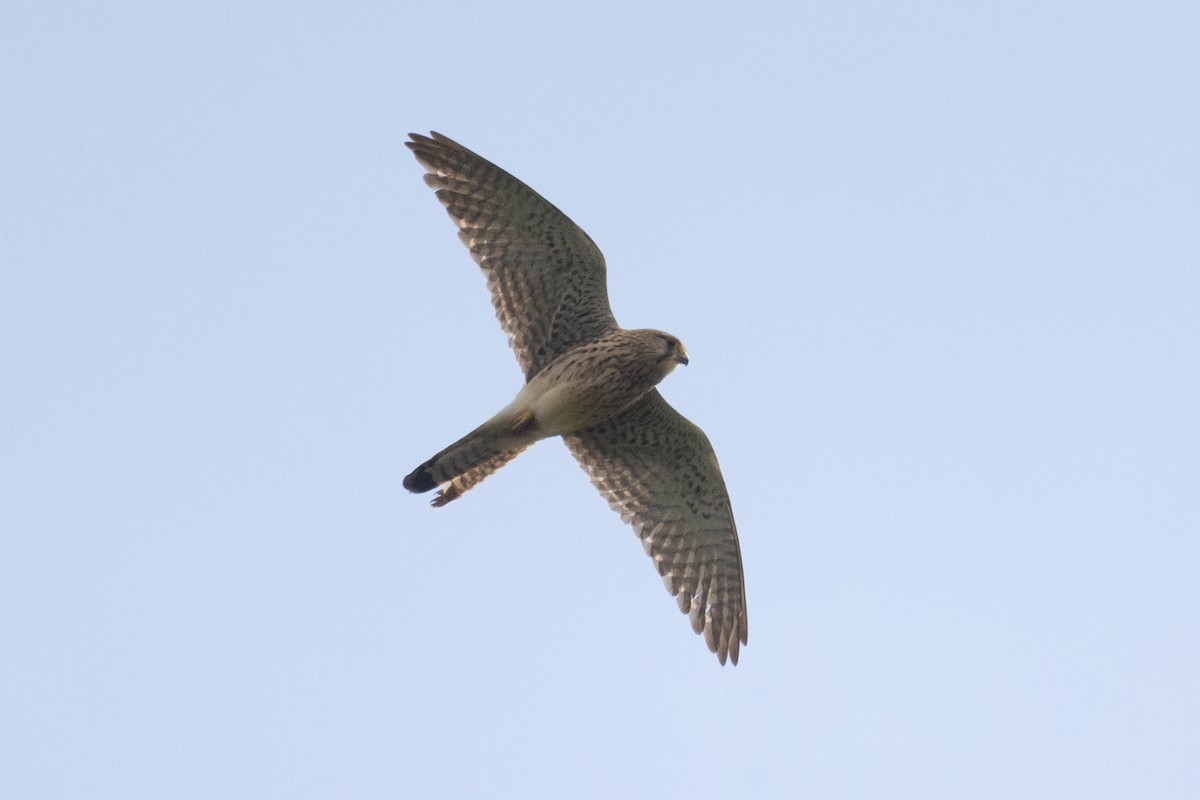 Eurasian Kestrel (Eurasian) - ML617231765