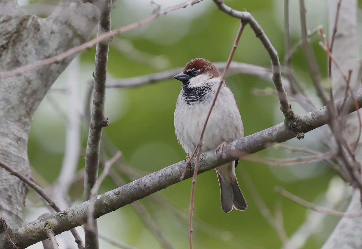 Italian Sparrow - Nikos Mavris