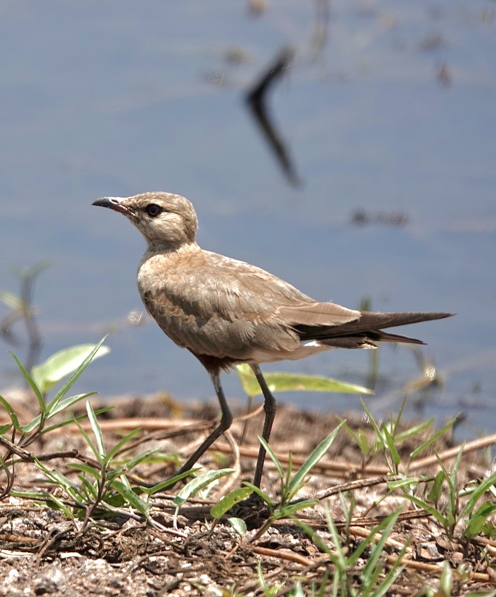 Australian Pratincole - ML617231827